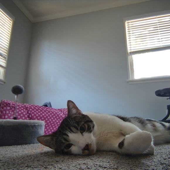 Unlisted inventory 🐈💖 - Picture 3 of 6